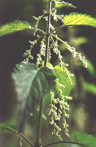 Urtica dioica, Foto: Sascha Sturm